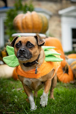 photo 2021-10-30, 12 45 44 pm.jpg