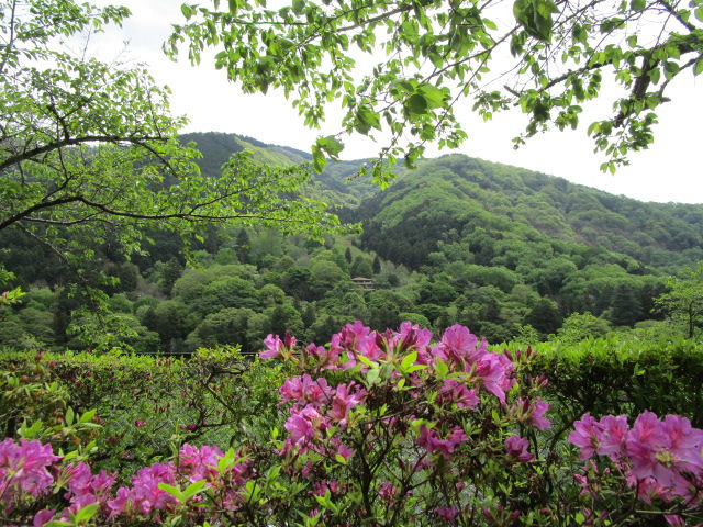 京都のお墓八瀬霊苑花木園と新緑の四明岳