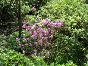 春の花木園-咲き始めました-京都のお墓-樹木葬八瀬霊苑(画像３枚)