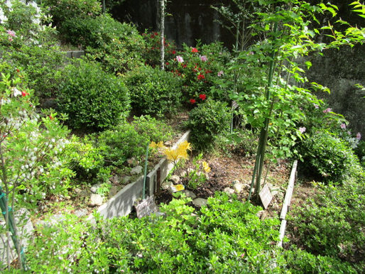 花の咲きレースはスピードアップ。建墓・墓じまいは「急がば回れ」-京都のお墓八瀬霊苑-(画像3枚)