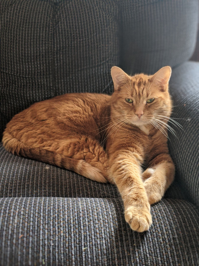 Deuil animalier: reconnaître la douleur et traverser la perte d’un animal avec douceur