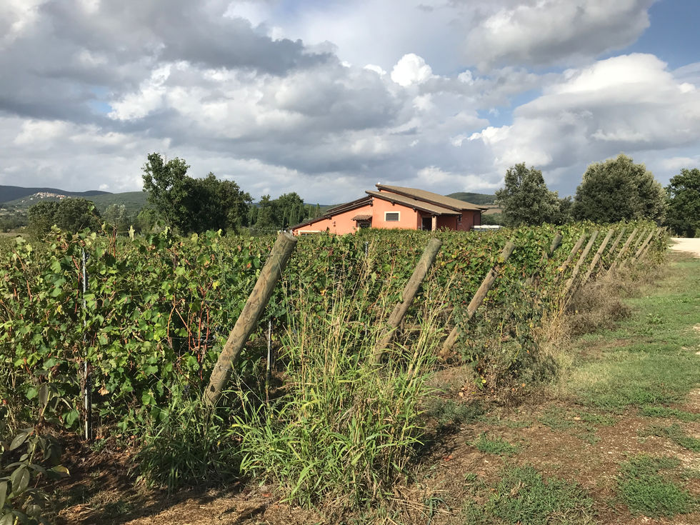 Vigneto vicino Casale dell'amicizia