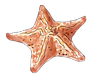 Stella marina2_edited.png