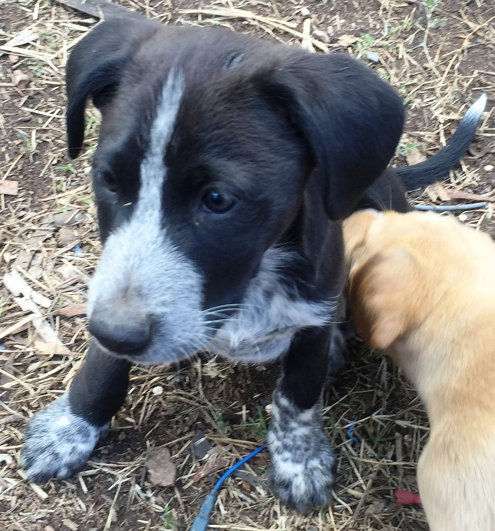 Bud (Lucy's pup)