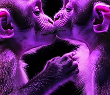 twomonkeys.png