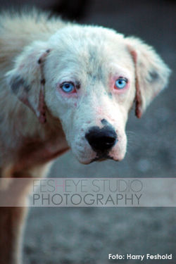 Junkyard Dog