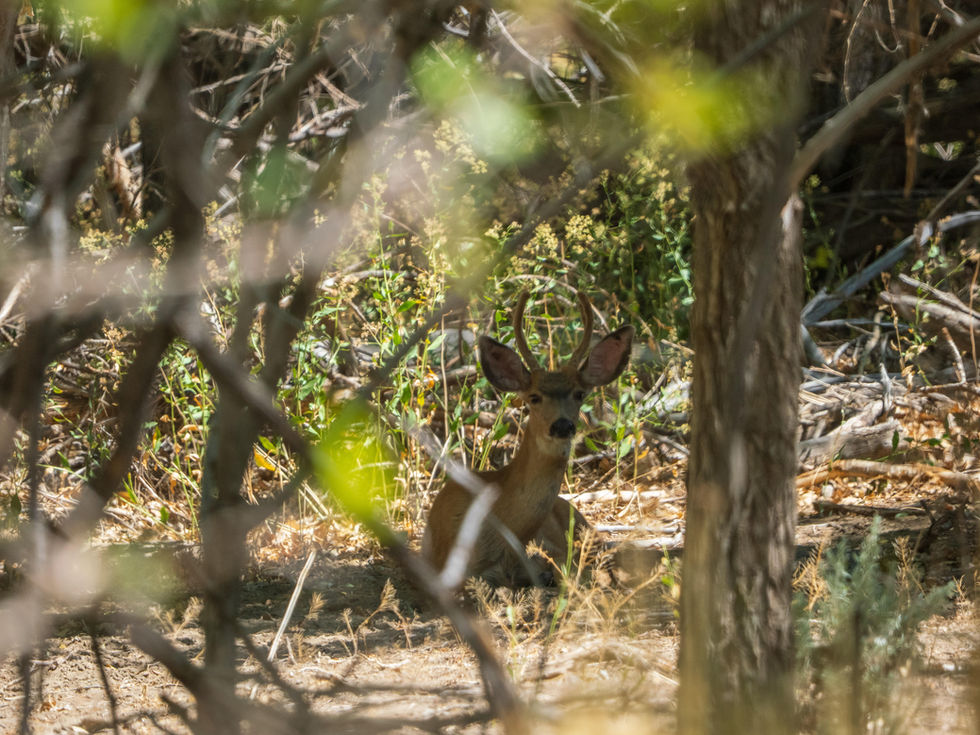 Young Buck Relaxing in the Shade