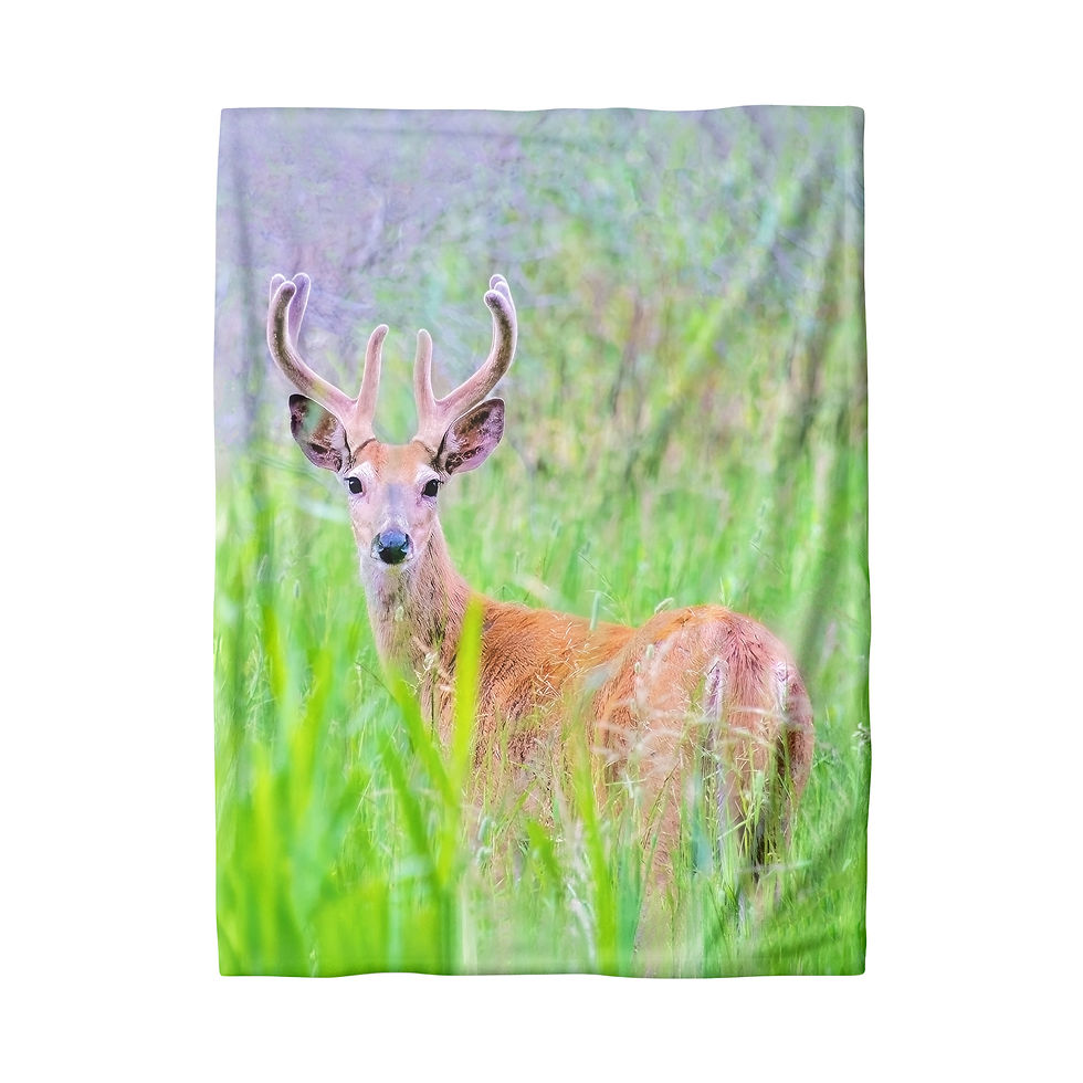 Thumbnail: In Velvet Blanket