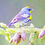 Thumbnail: Warbler's Catch Fine Art Print