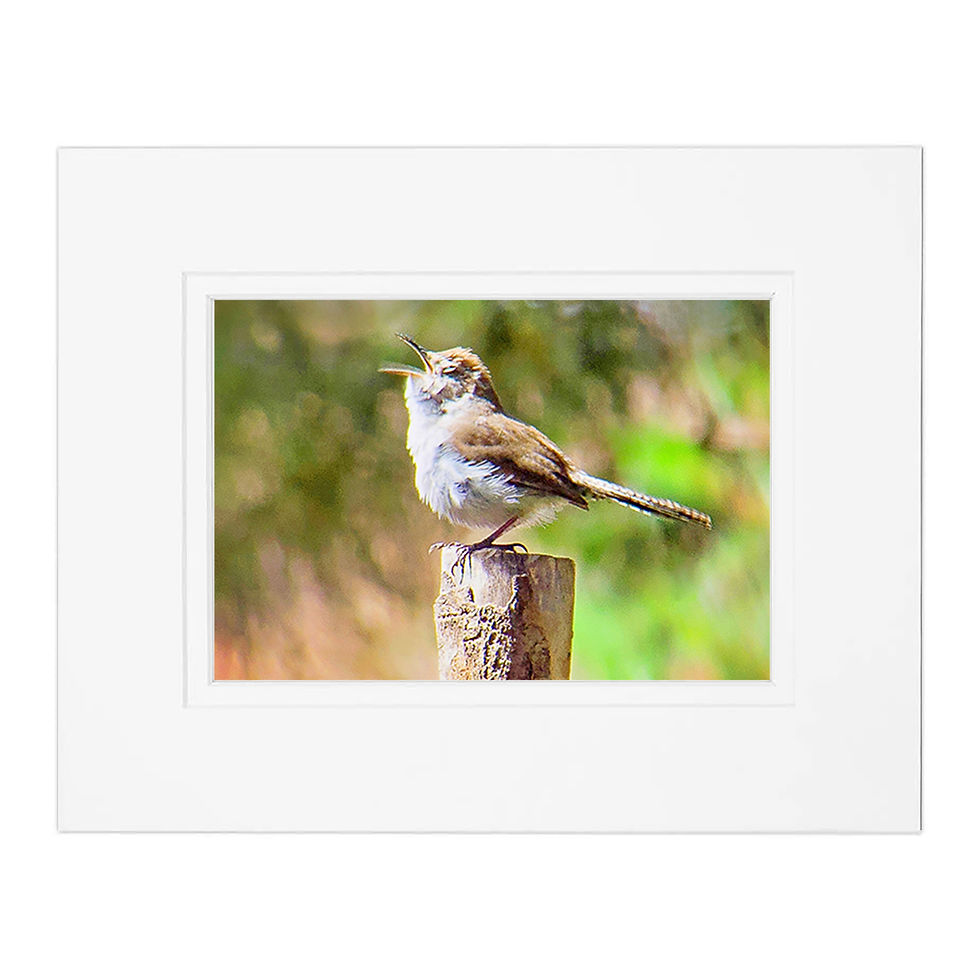 Wren She Sings Matted Print