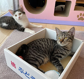 さくら&ひかり
