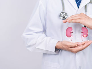 A clinician displays fake kidneys
