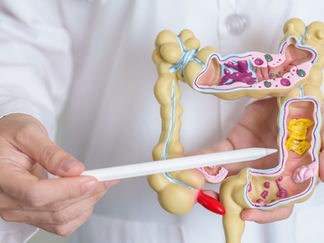 A doctor points out features on a fake large intestine.