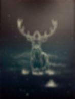 The Wild