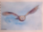 Barnowl in flight