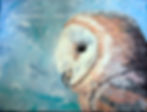 Juvenile Barn Owl