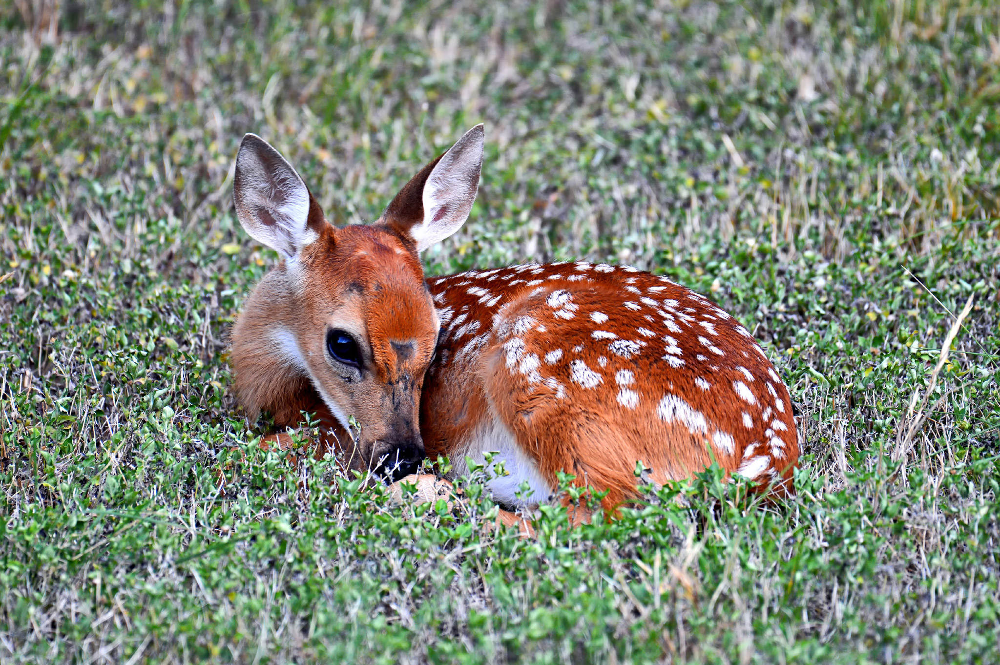 Fawn