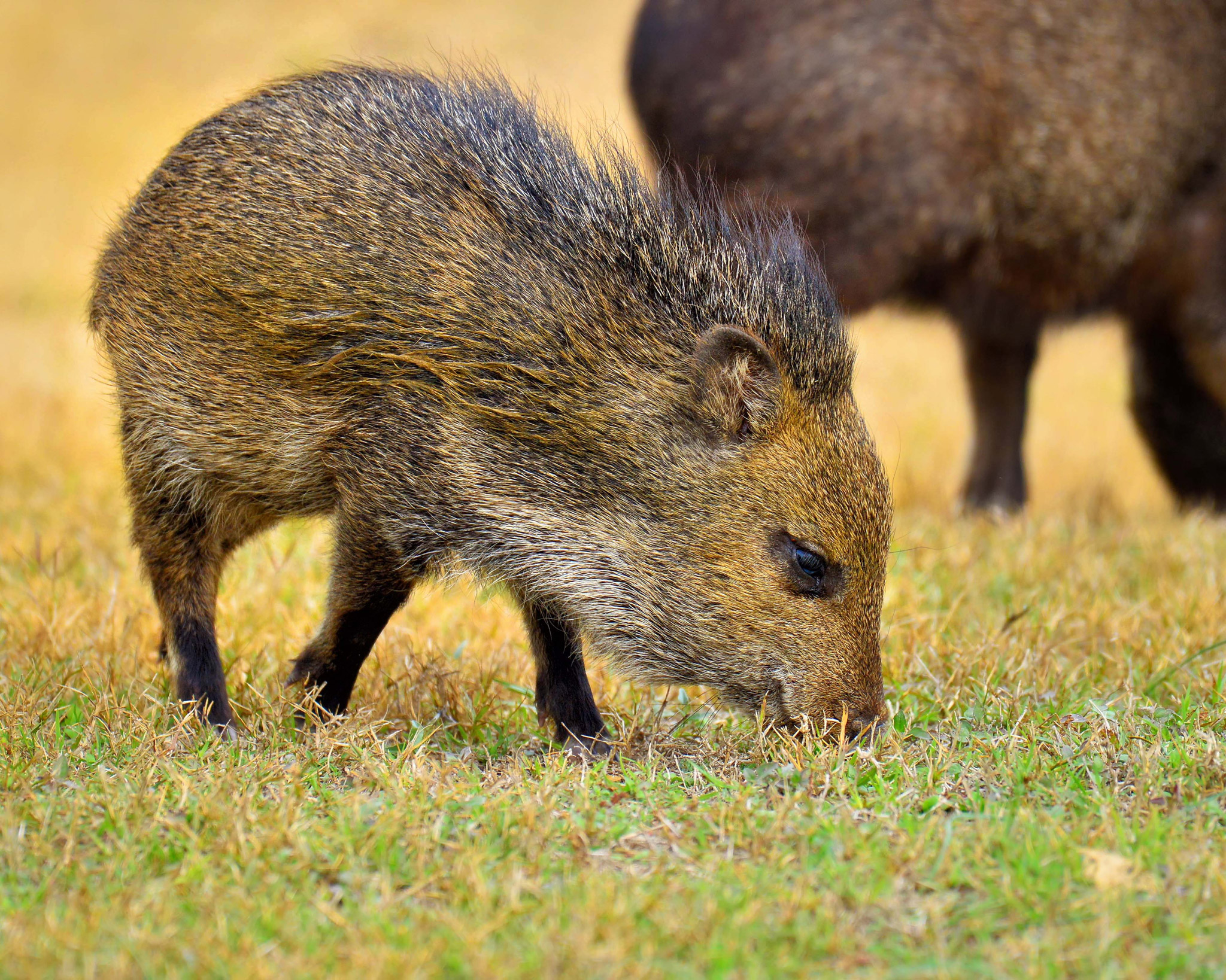 Collared Peccary-Juvenile