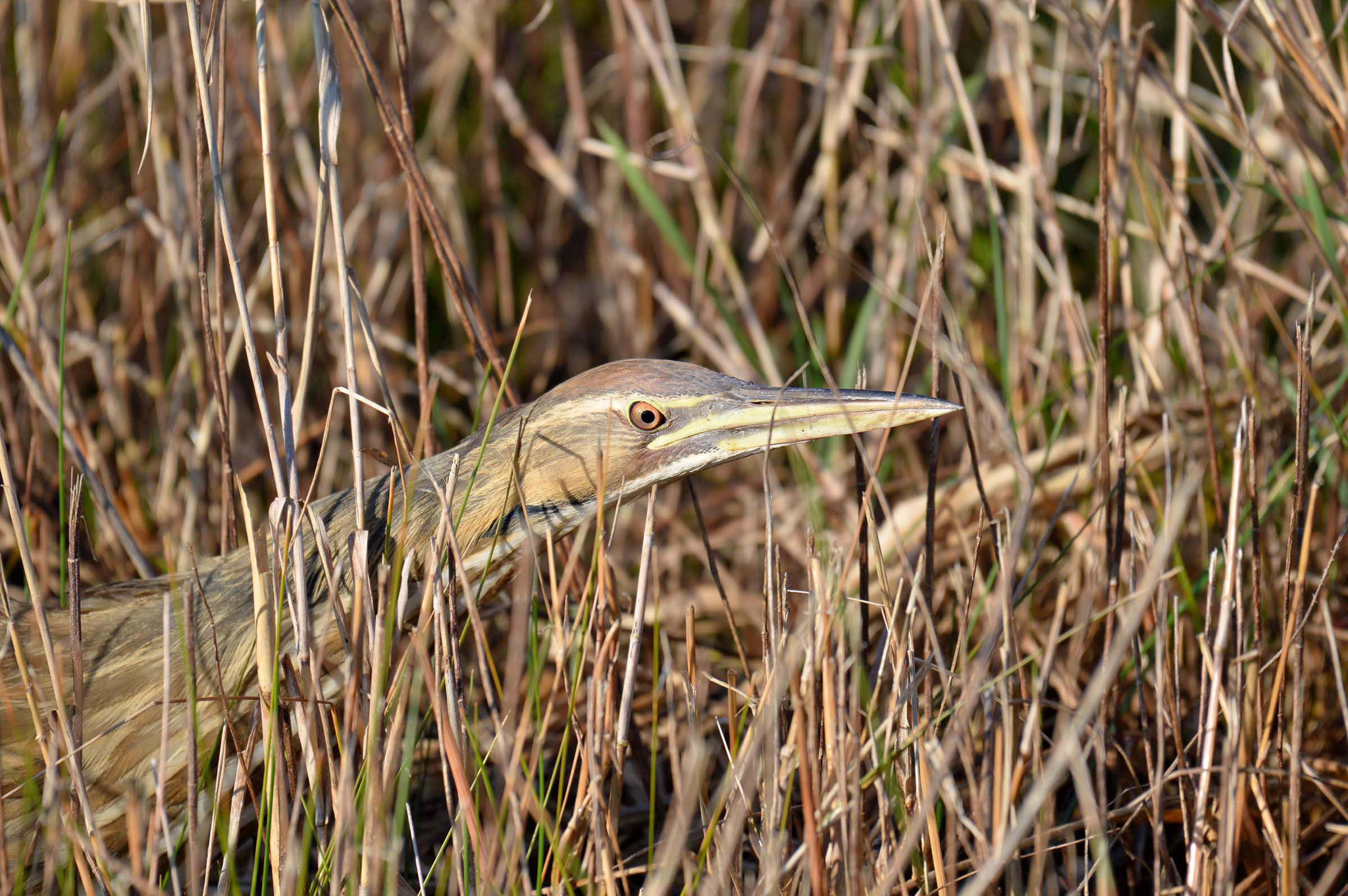American Bittern