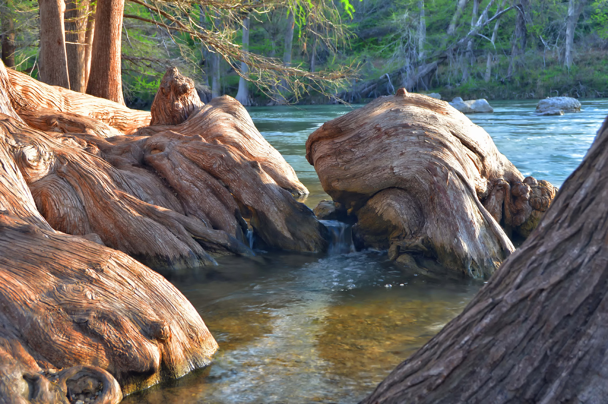Cypress Roots