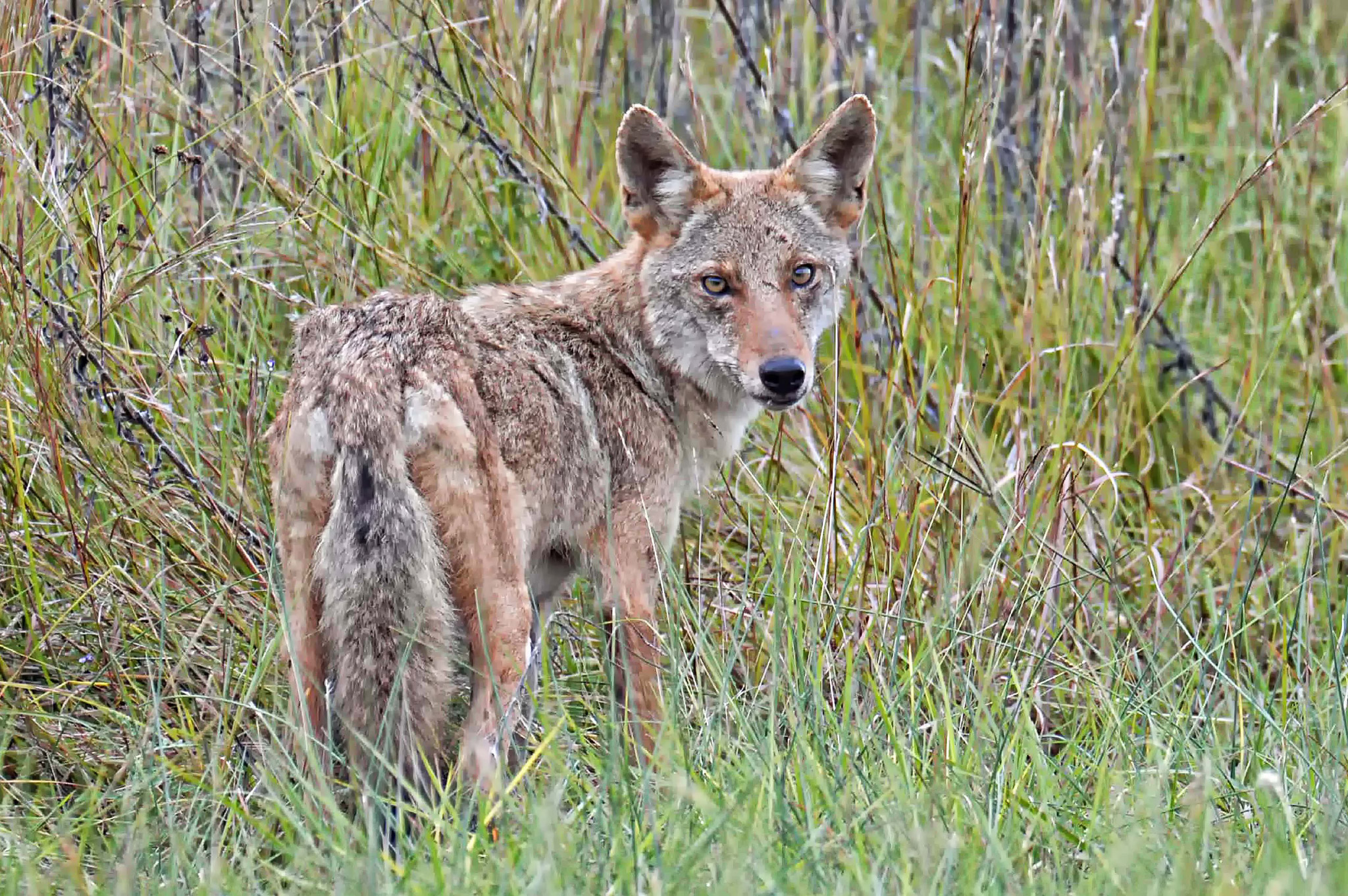 Coyote