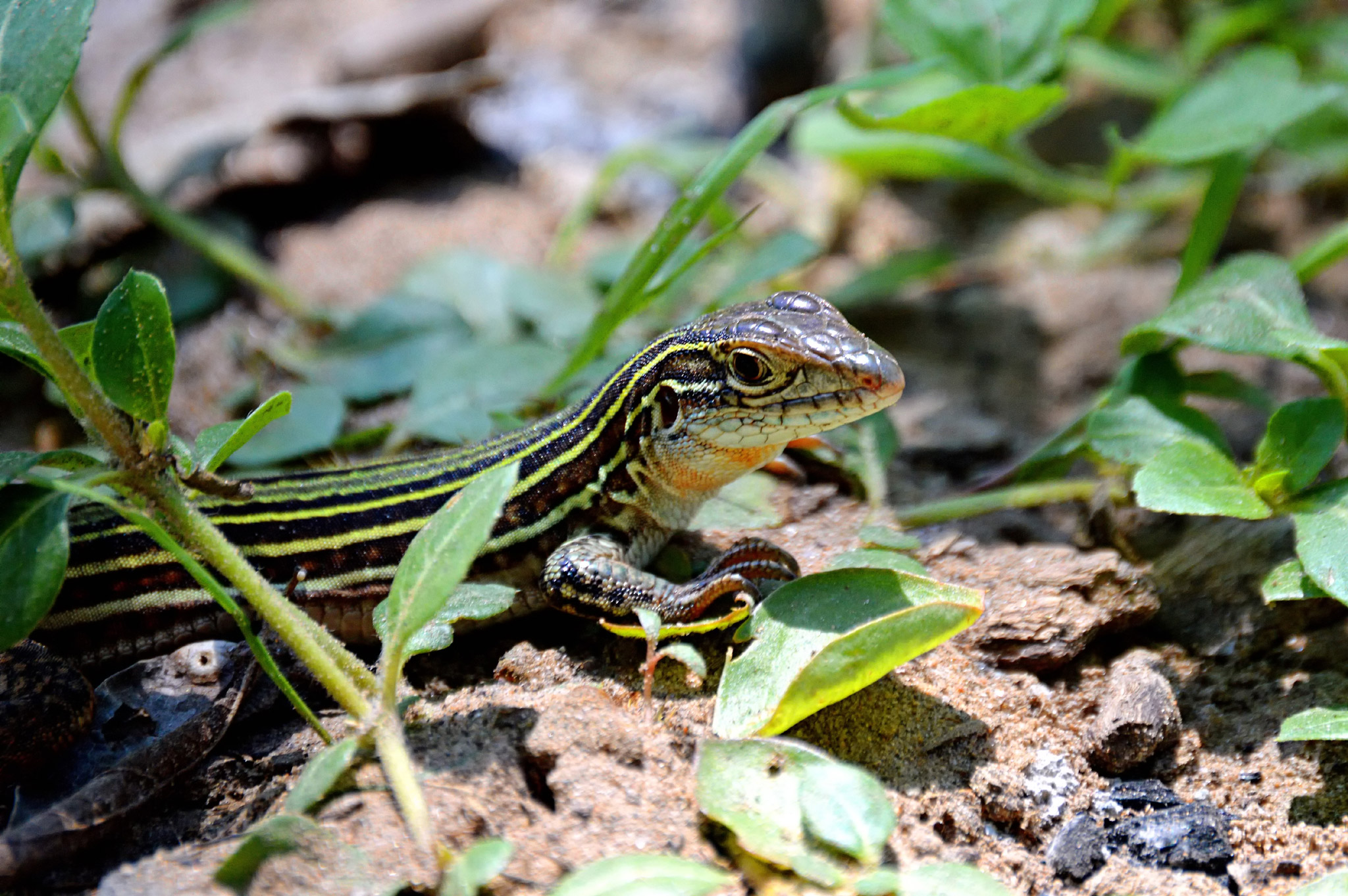 Texas Striped Whiptailed Lizard