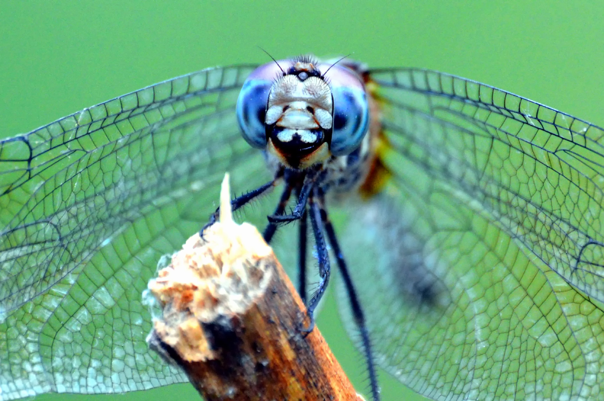 Dragonfly