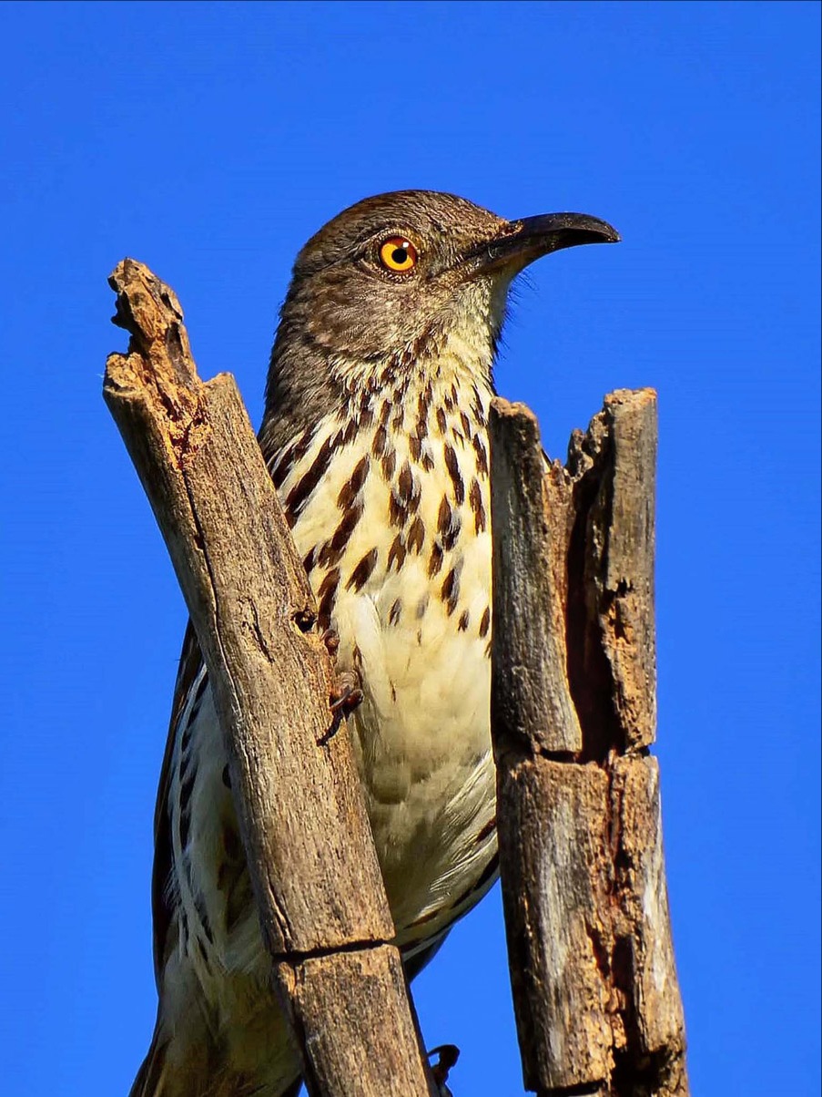 Curve-billed Thrasher