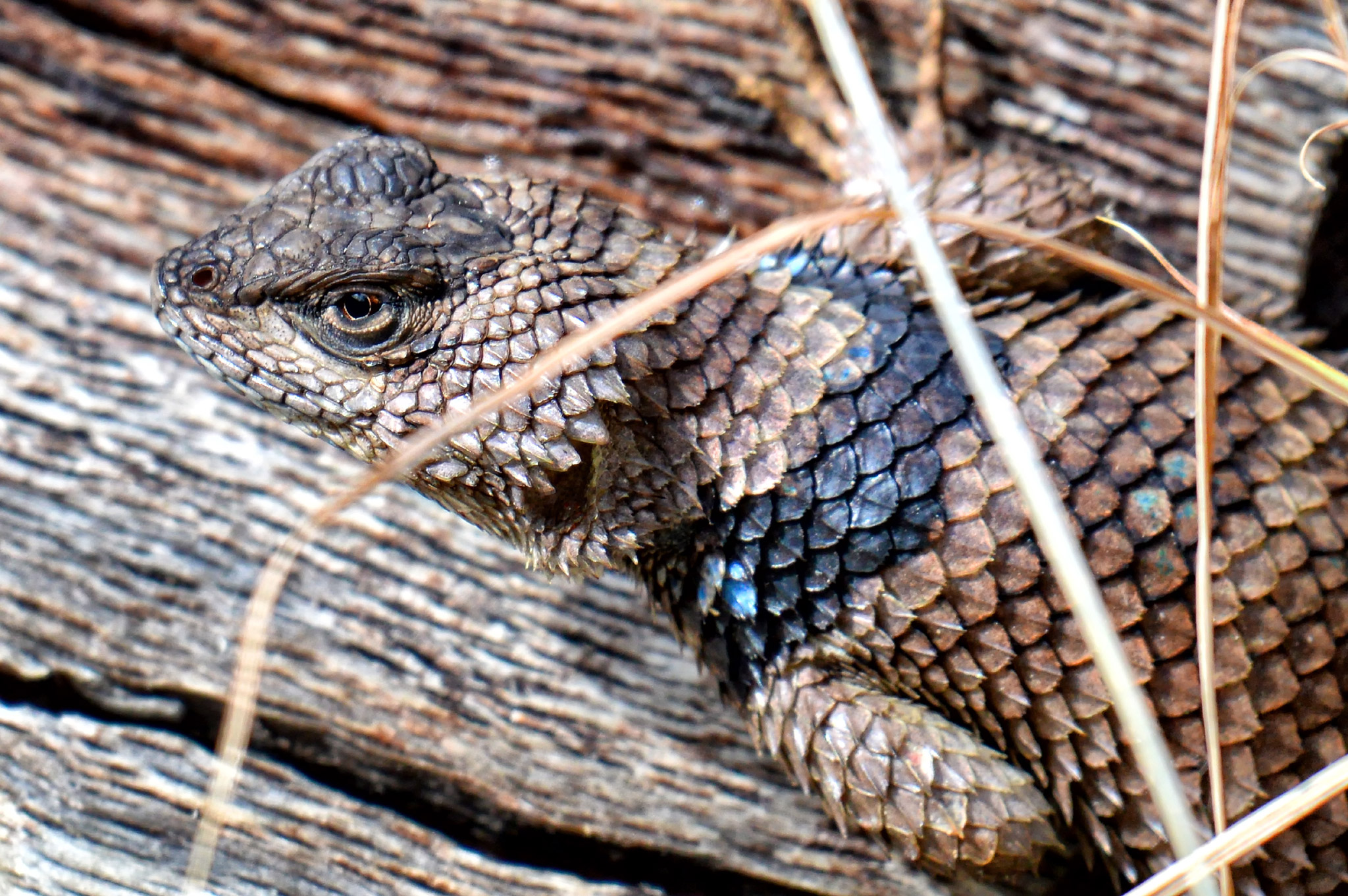 Crevice Spiny Lizard