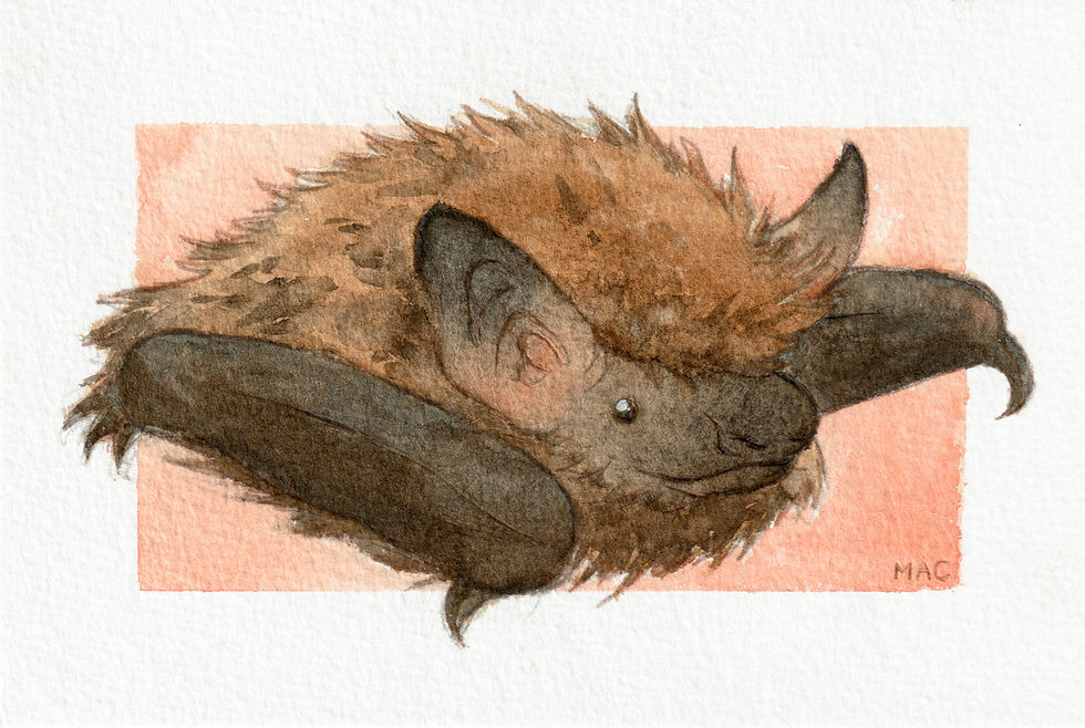 Big Brown Bat (Eptesicus fuscus)
