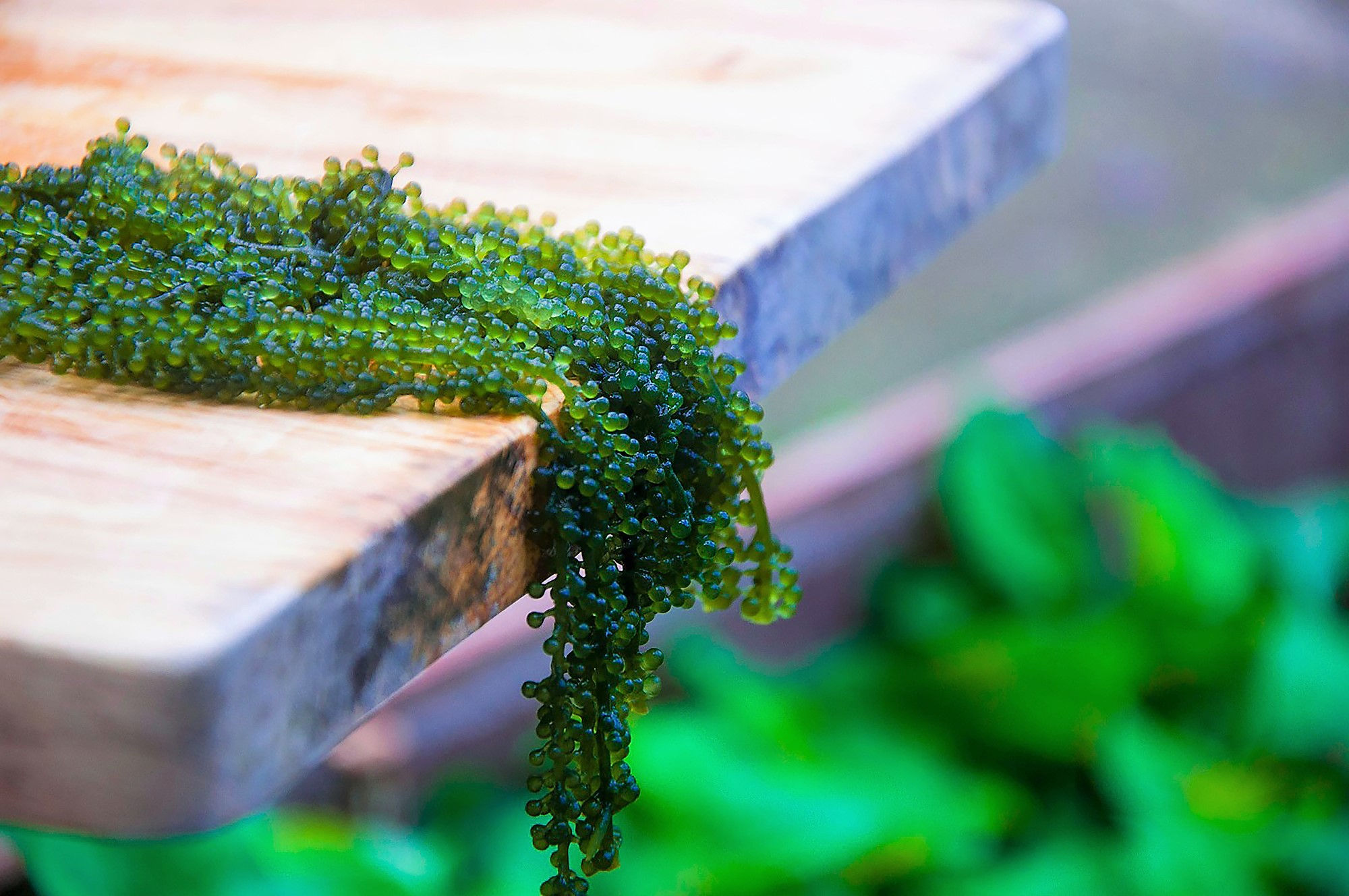 MOAI CAVIAR Umibudo (MEERESTRAUBEN) - Uva di mare