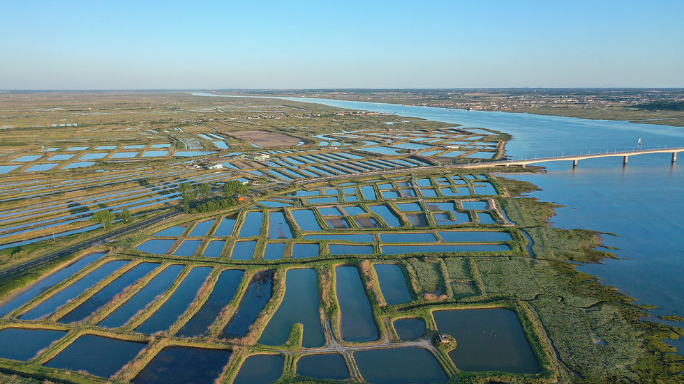 Миниатюра: AUSTERN "PLÉIADE POGET" Die Auster der alten Römer/24 Stück - Nr.3