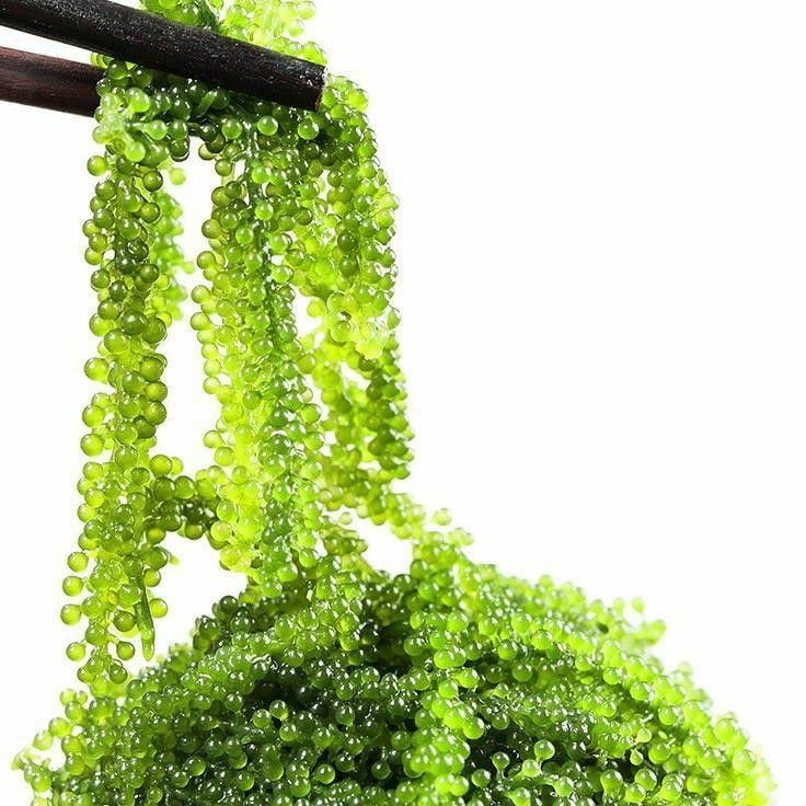 Miniaturbild: MOAI CAVIAR Umibudo (MEERESTRAUBEN) - Uva di mare