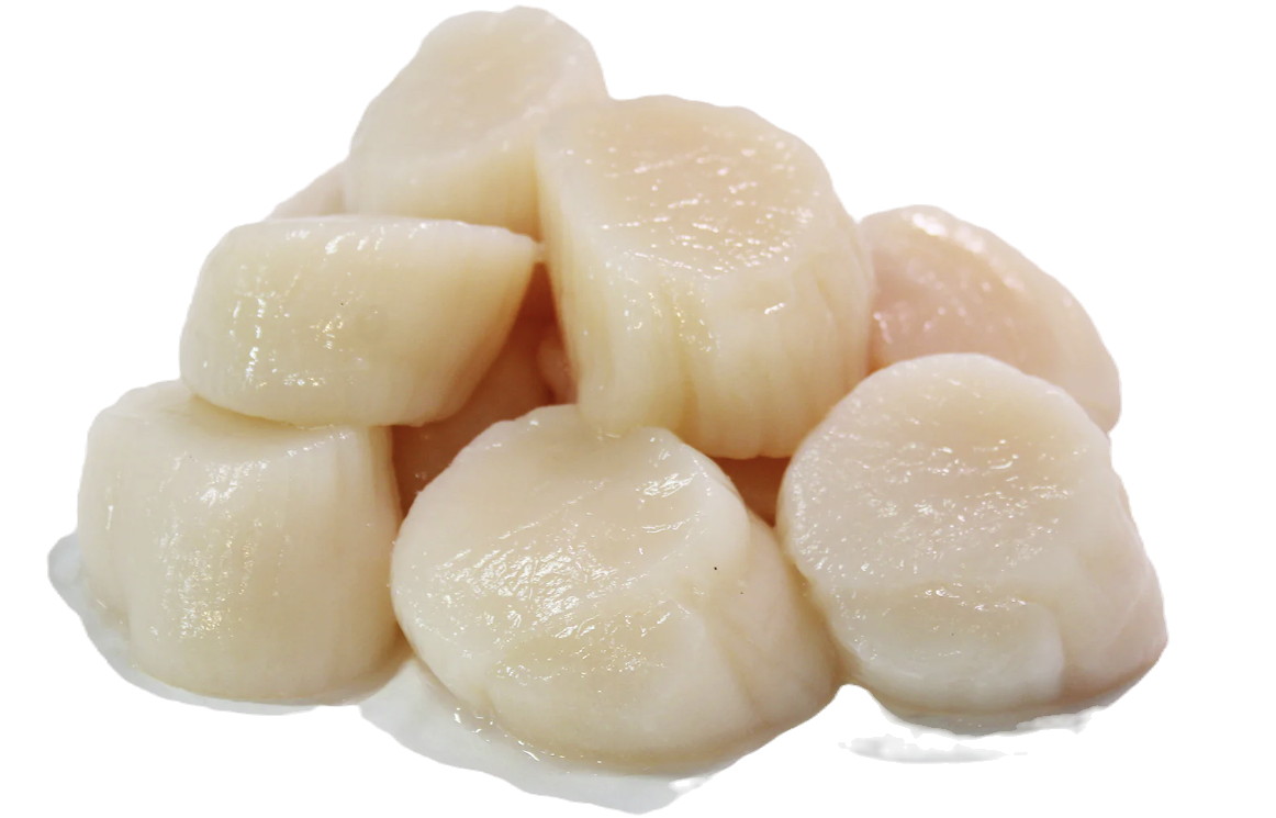 TIEFSEESCALLOPS / JAKOBSMUSCHELFLEISCH GROß - Noci di Capesante