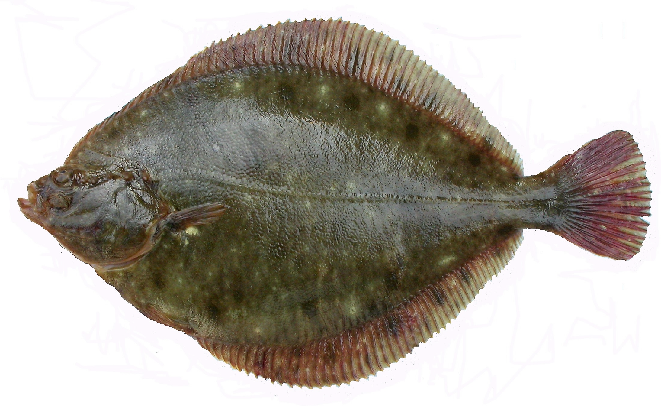SCHOLLE XXL – mit Kopf | frisch | 600–800 g – Wildfang - Platessa
