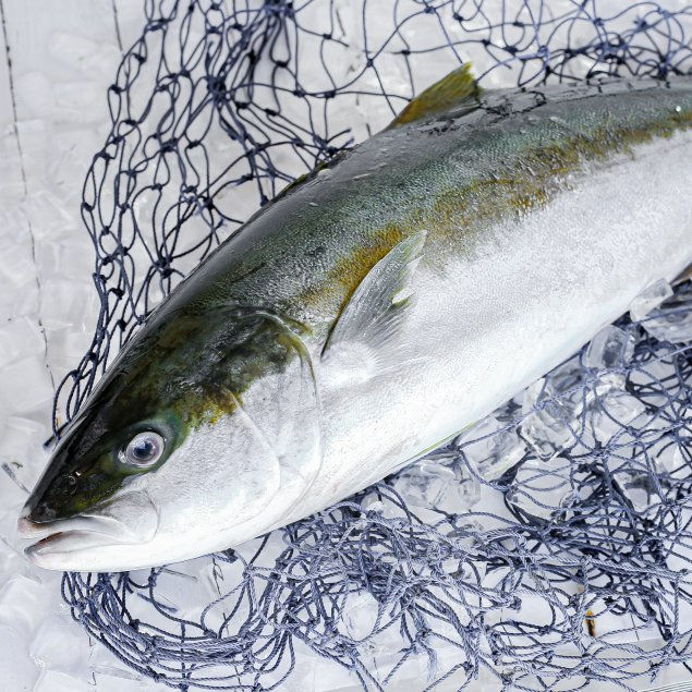 Miniatura: GELBFLOSSENMAKRELE - HAMACHI "IKE JIME" - Ricciola