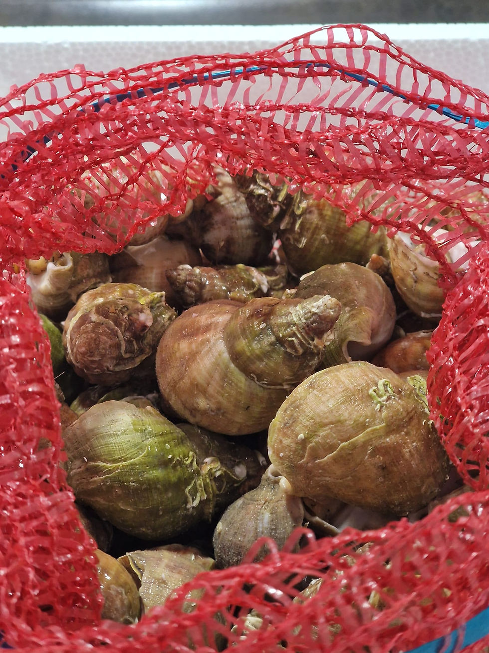 Miniaturbild: WELLHORNSCHNECKEN - Bulots  ​​​​​​​Wildfang - 1kg