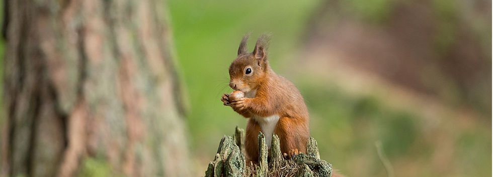 squirrel.jpg
