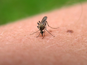 ¿Cómo tener una casa libre de mosquitos sin usar insecticidas este verano?
