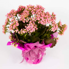 Vaso de flor Kalanchoe R$ 30