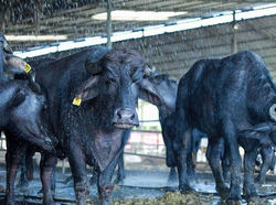 WhatsApp Image 2025-03-22 at 12.28.42 PM