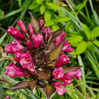 New England Botanic Garden