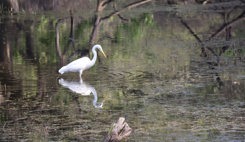 Bharatpur Bird Sanctuary