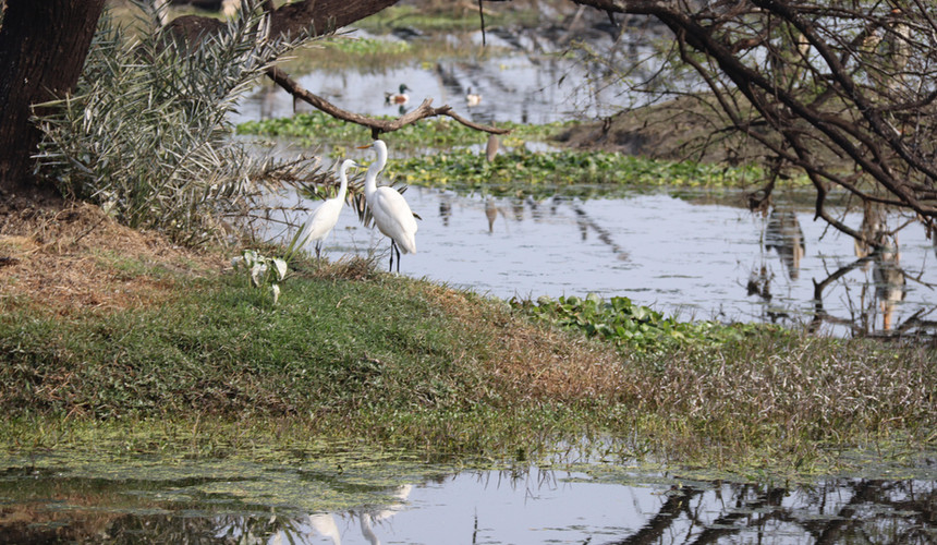 Bharatpur Bird Sanctuary