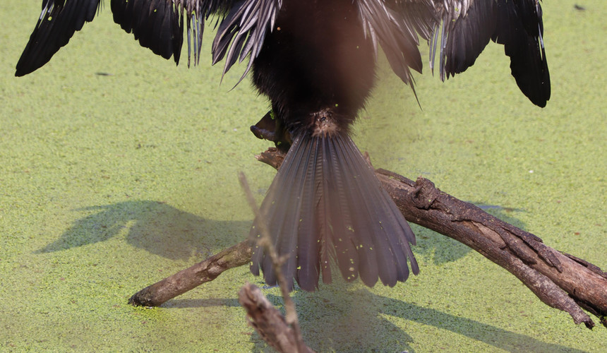 Bharatpur Bird Sanctuary