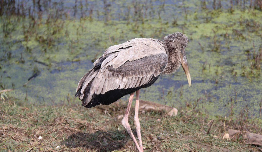 Bharatpur Bird Sanctuary