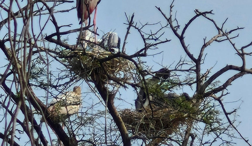 Bharatpur Bird Sanctuary