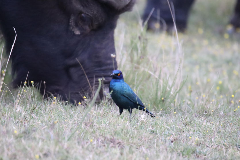 South Africa דרום אפריקה