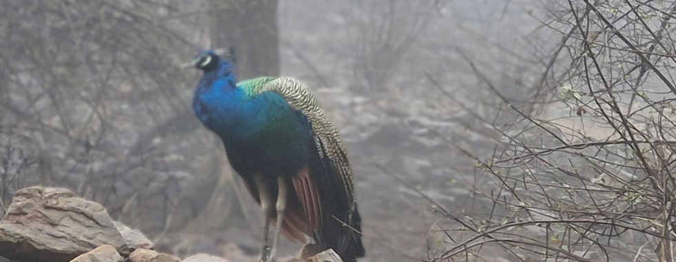 Ranthambore