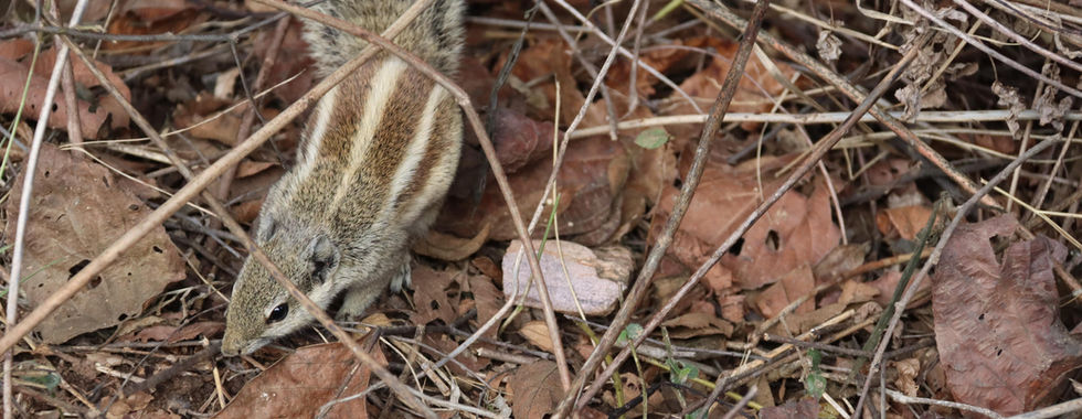 Ranthambore
